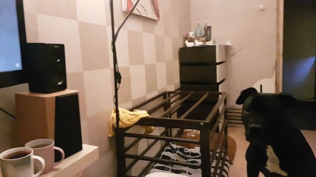 Питбули смотрят как играет АмСтафф Берта смотреть онлайн