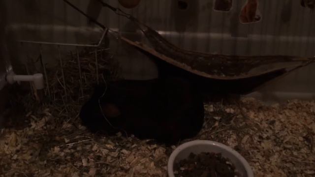 Песня  исполняет Сеня для Ани