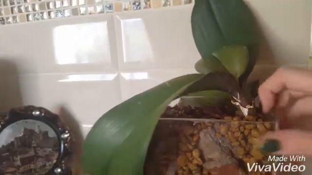 Посадка орхидей с использованием грунт для орхидей ZeoFlora. 2 Часть ( итог пересадки)