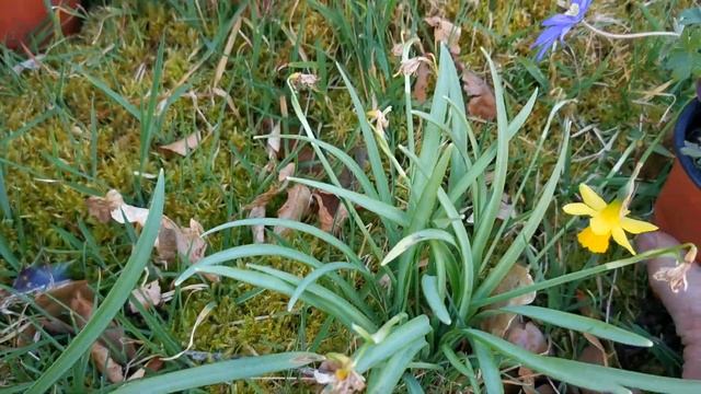 How to Grow Anemone Blanda смотреть онлайн