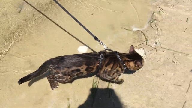 Бенгальский кот ? плавает в реке ? Bengal Cat Swims In The River