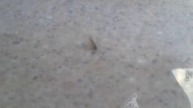 ШОК!КОМАР ПЬЕТ ВОДУ!!! смотреть онлайн