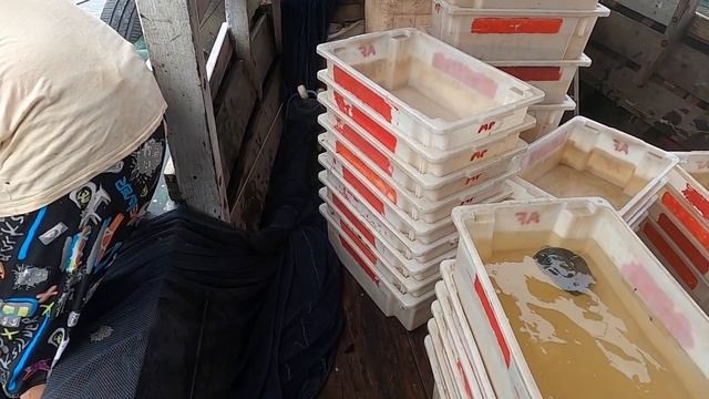 Сортировка дискусов на реке. Регион Мадейра