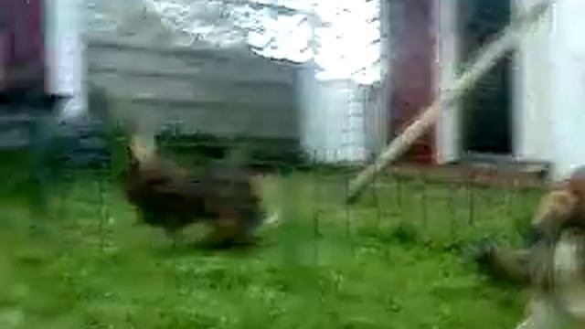 Norwegian lundehund and Belgian hare смотреть онлайн