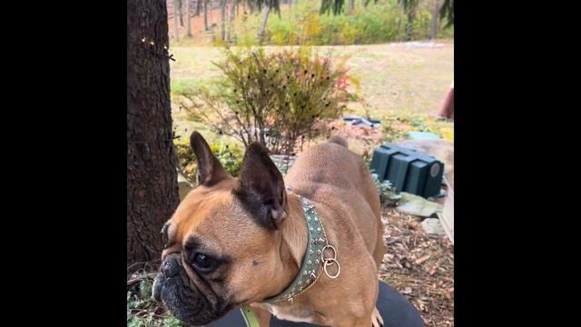 MY FRENCH BULLDOG IS 🩸 She has a very light HEAT CYCLE NO SWELLING 😅 #frenchbulldog #frenchie смотреть онлайн