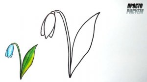 Как нарисовать ПОДСНЕЖНИК, Просто рисуем