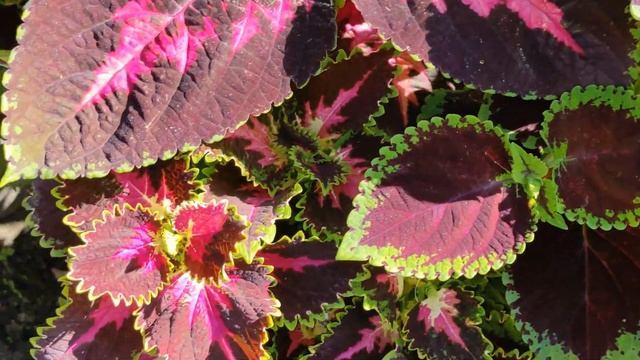 Колеусы. Летний обзор сортов и композиций из Колеусов. смотреть онлайн