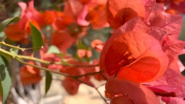 Первой любви посвящается …. смотреть онлайн