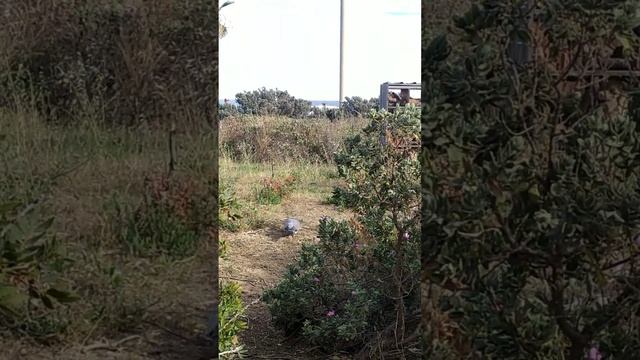 Огромный вяхирь. Дикий голубь. смотреть онлайн