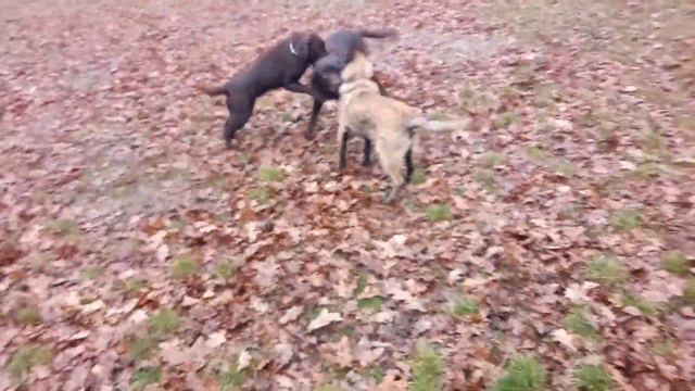 лабрадор и малинуа/labrador Vs Malinois