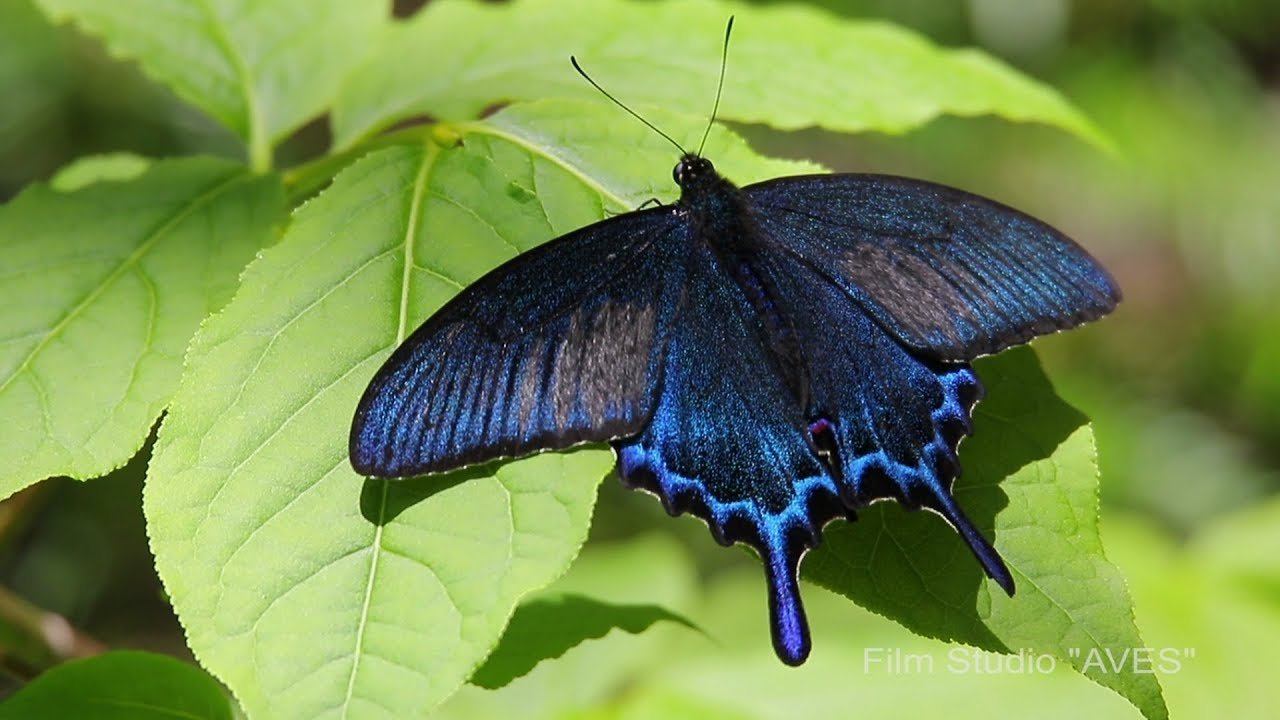 Парусник (махаон) Маака - (Papilio maackii) смотреть онлайн