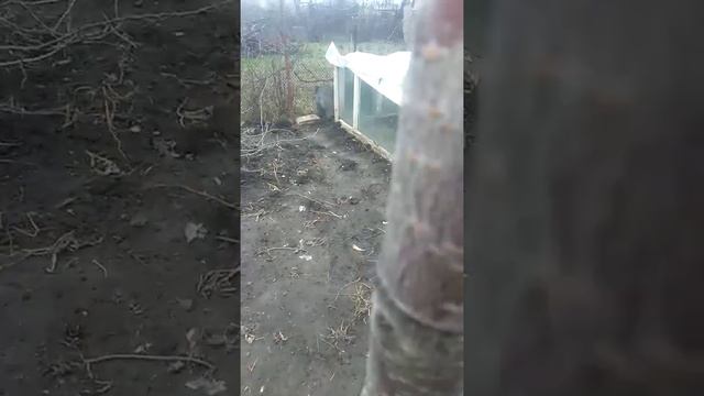 Кербовка на ранней черешне 2 года спустя смотреть онлайн