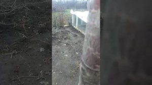 Кербовка на ранней черешне 2 года спустя