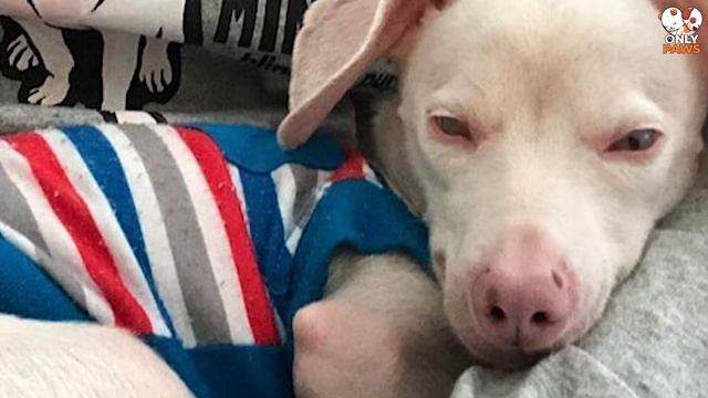 Wir Haben Einen Armen Rosa Welpen Aufgenommen! Aber Wir Haben Nicht Erwartet, Wie Er Aufwachsen Wür