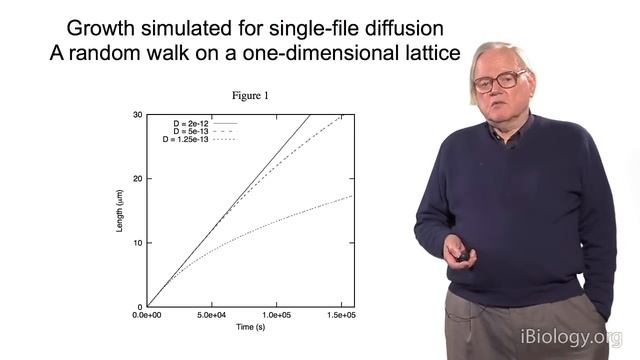 Howard Berg (Harvard) Part 2: Marvels of Bacterial Behavior - Molecular Machinery смотреть онлайн