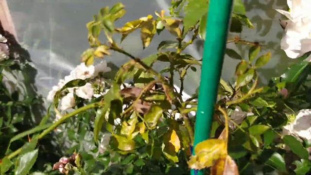 Роза MEIDILAND. Самая колючая плетущаяся роза на моем участке. Пытаюсь понять как ее выращивать. смотреть онлайн