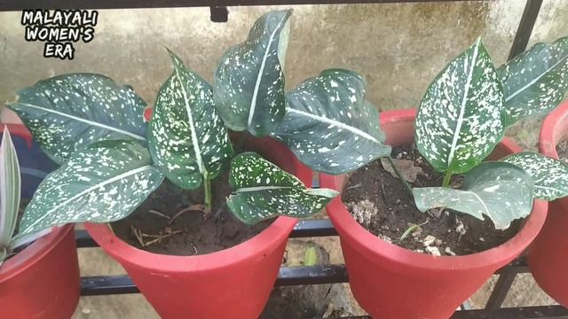 Agalonema Costatum Care In Malayalam ||ആഗ്ളോണിമ ||Malayalam Gardening Tips смотреть онлайн