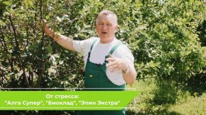 ЭФФЕКТИВНЫЙ СПОСОБ БОРЬБЫ С ТЛЕЙ НА ВИШНЕ | как бороться с тлей