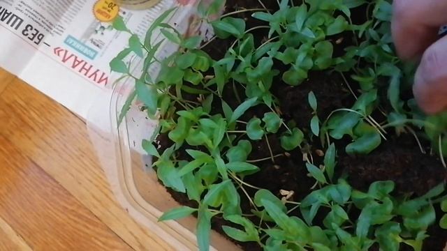 Гранаты - от всходов до пересадки смотреть онлайн