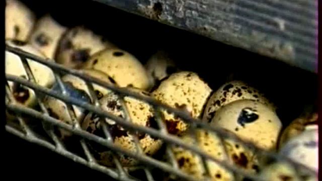 Перепелиные яйца Ценный продукт смотреть онлайн