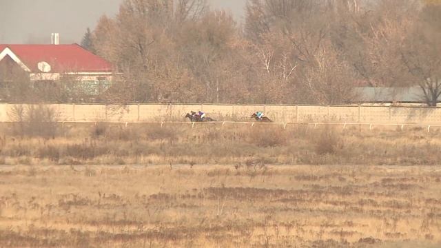 Скачка № 2 Приз «Жетысу ауданы» на лошадях 2-х лет чистокровной верховой породы 31 10 2020 02 смотреть онлайн