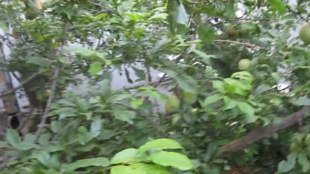 Слива крупноплодная смотреть онлайн