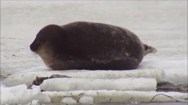 Тюлень лежит на льдине, как будто на перине смотреть онлайн