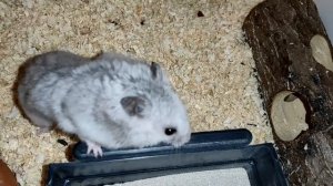 ХОМЯК КУПАЕТСЯ | ПЕСОК ДЛЯ ХОМЯКА | САМЫЙ ЛУЧШИЙ ПЕСОК ДЛЯ КУПАНИЯ ХОМЯКОВ