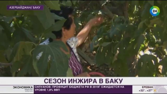 ИНЖИР ЧЕРНЫЙ И ЖЕЛТЫЙ КРУПНЫЙ И НЕ ОЧЕНЬ 2018 смотреть онлайн