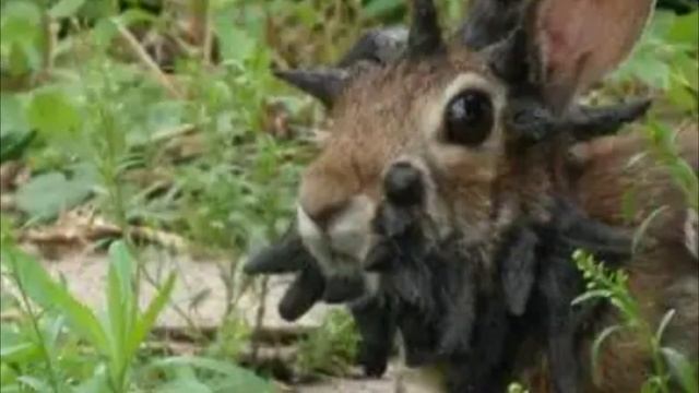 Мужчина заметил в своём дворе кролика, подойдя ближе он ахнул, в такое невозможно поверить смотреть онлайн