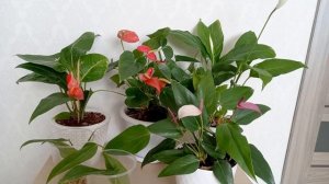 Антуриумы и Спатифиллум Уход, Посадка, Цветение Ответы на вопросы