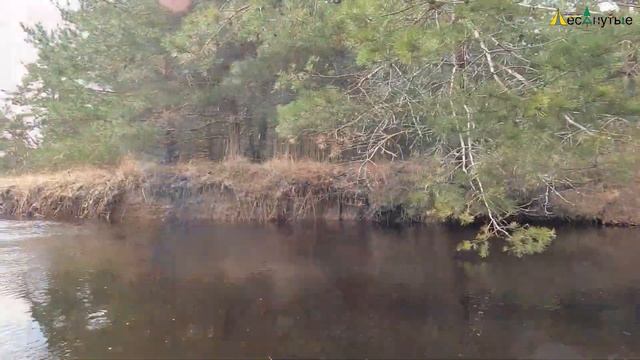 Лесанутый сплав по Пре 2021: Спас-Клепики - Ужья гора смотреть онлайн