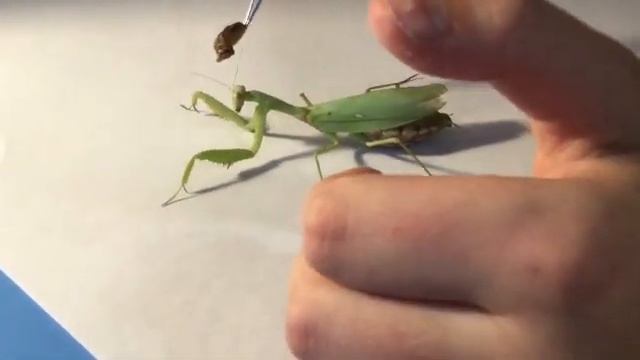 Содержание Богомола дома. МОЙ ДОМАШНИЙ БОГОМОЛ. MY PET PRAYING MANTIS смотреть онлайн