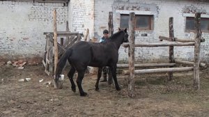 Трещина копыта у лошади. Лечение.