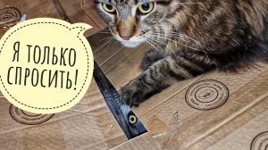 Тайна загадочной коробки с совой. Кого нам привезла ветеринар Мария Маркина?