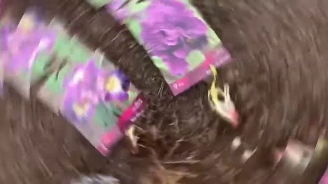 Не удержалась, опять накупила красоты в Леруа Мерлен смотреть онлайн