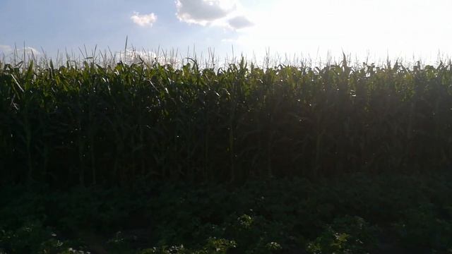 Запрещенная Технология. Водород место удобрений. Позитивно влияет на рост и развитие растений смотреть онлайн