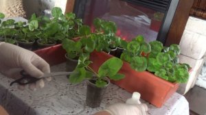 Первая прищипка пеларгонии (герани), выращенной из семян