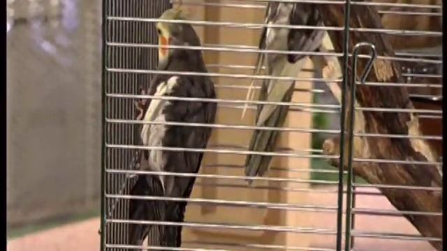 Кормление и разведение попугаев корелл смотреть онлайн