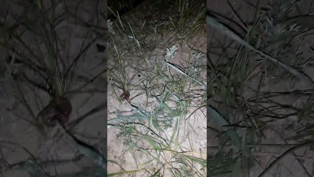 Конский волос..........До конца! смотреть онлайн