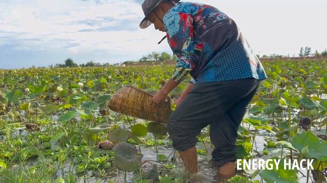 Dropping Betta Fish Quest Unbelievable Catches in Lotus Lake We Catch all Kind Beautiful of Betta смотреть онлайн