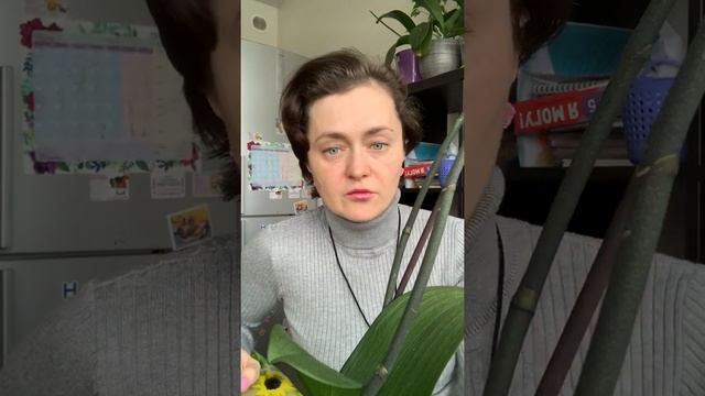 Рассуждения про адаптацию орхидеи смотреть онлайн