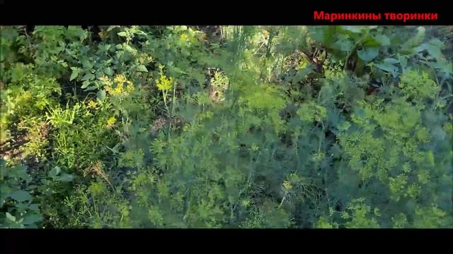 Обзор огорода 04.08.23. Маринкины творинки. Всем МИРА и Добра! смотреть онлайн