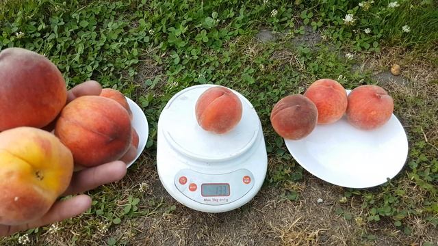 ПЕРСИК КОНДОР / PEACH CANDOR смотреть онлайн