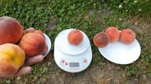 ПЕРСИК КОНДОР / PEACH CANDOR