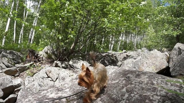 Горный ручей