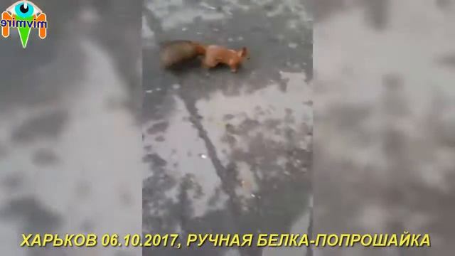 РУЧНАЯ БЕЛКА-ПОПРОШАЙКА смотреть онлайн