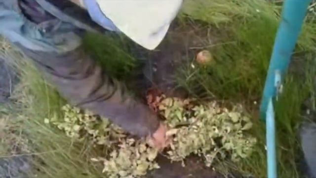 Помидоры в тундре смотреть онлайн