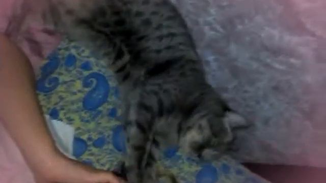 Первое существо каторое мне делает массаж на лице ! ЭТО МАЯ КОШКА (МАСЯ?) смотреть онлайн