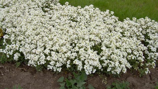 НИЗКОРОСЛЫЕ ЦВЕТЫ ДЛЯ САДА, ЦВЕТУЩИЕ ВСЕ ЛЕТО смотреть онлайн